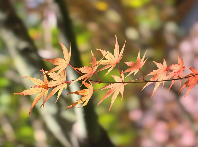 园博园初冬，赴一场静美之约