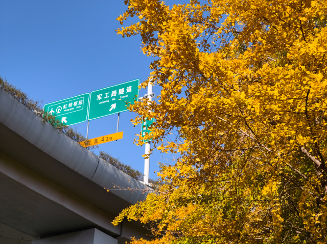 静安“银杏车站”迎来最美时刻！满眼的金色浪漫……（附全区银杏打卡点位）