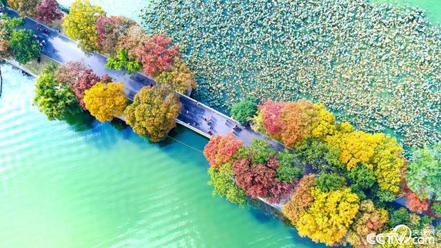 南京玄武湖彩叶树种染秋“上色”