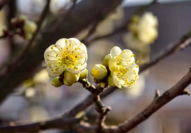 快冲！即将开遍日照！