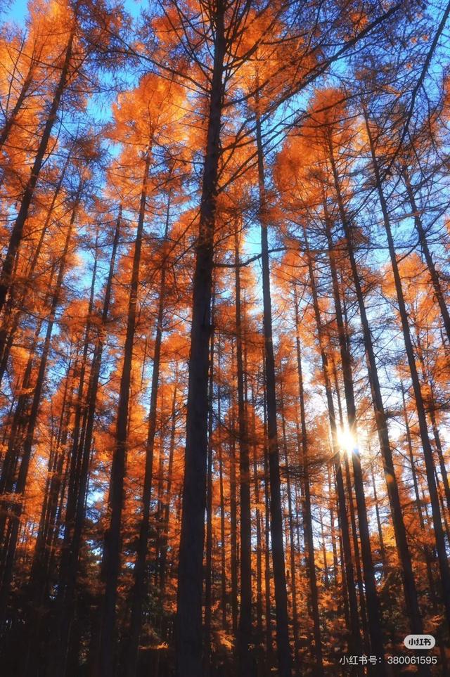 一半秋色在净月潭 另一半在你的镜头里→