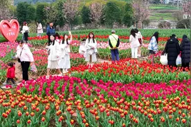 郁金香花海登场 姹紫嫣红醉游人图片