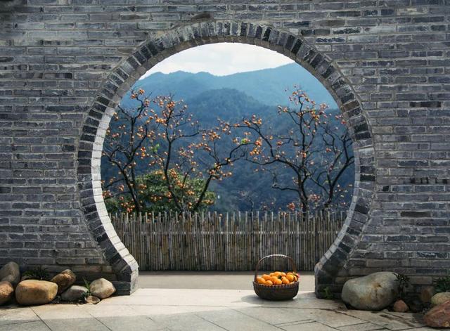 柿子挂满枝头！浙江古村的秋日盛宴，看完就想出发