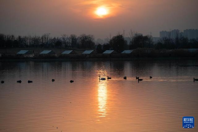 安徽滁州：城市公园成候鸟“越冬天堂”