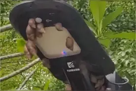 雨后密集出现！有人摸完后脑子长虫！紧急提醒：别碰、别吃图片