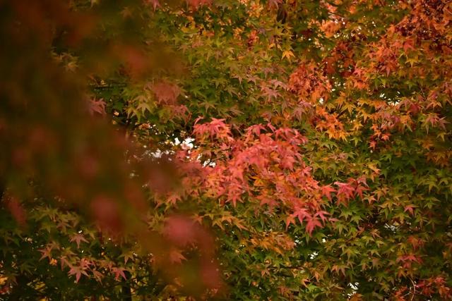 来宣恩矅天眼，看万山红遍，层林尽染！