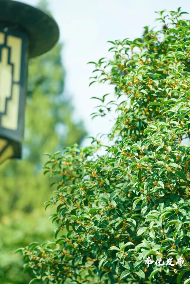 开了开了！奉化的秋天，真࿐香࿐啊࿐