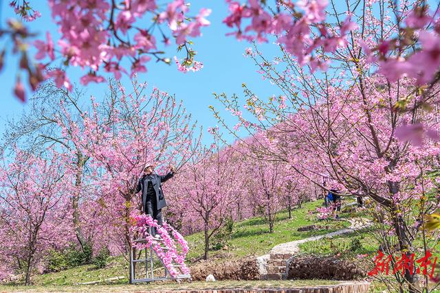 樱花烂漫游客醉