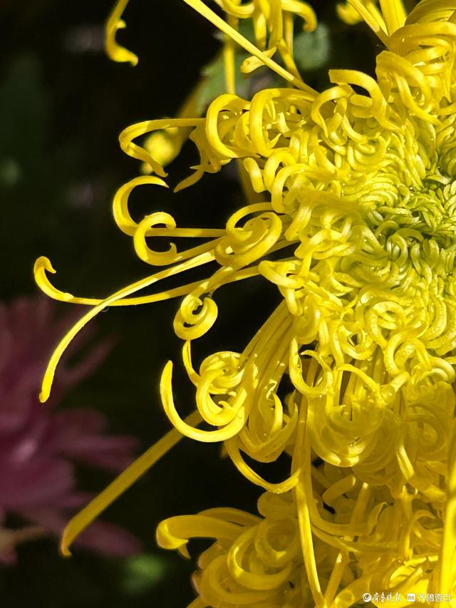 金秋菊展游人如织