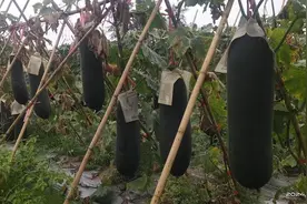 文昌青山村辣椒冬瓜喜获丰收 “订单农业”让村民不再愁销路图片