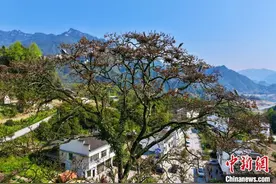 重庆武隆：乌杨树成“育儿乐园” 成群苍鹭树上筑巢育雏图片