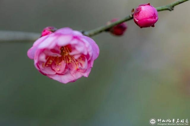 梅花山早梅“剧透”！盛花期在……