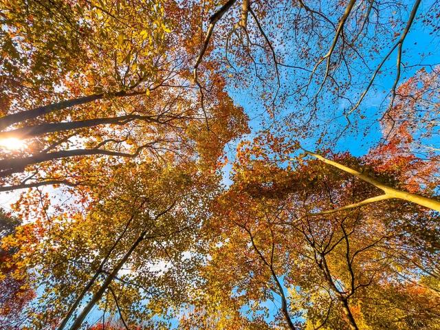 青睐绵阳 ‖ 冲！九皇山打卡领奖牌倒计时不足1个月，彩林秘境同步来袭，赶紧冲！