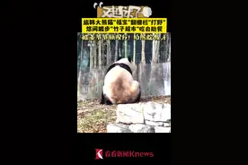 又越狱了！福宝翻越栅栏“吃自助餐” 被姜爷爷抓包图片