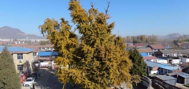 迁安：一树金黄映古村 醉了初冬韵悠长