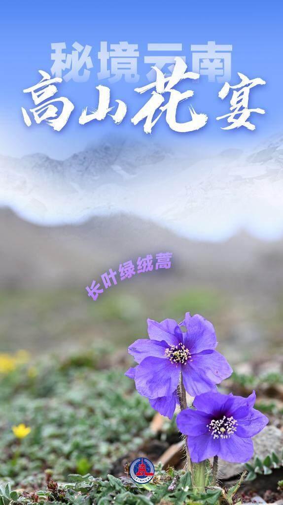 美丽中国丨秘境云南，高山花宴