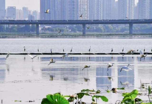 红杉秘境、白鸟起舞，武昌这座公园全都有