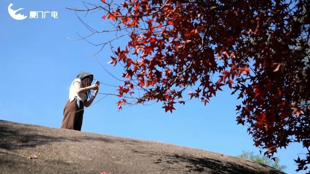 不必北上也能赏红叶？厦门这处打卡点火了！园方紧急提醒→