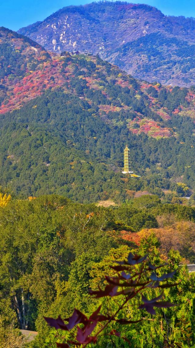 于香山叶脉间，读懂了这座城的秋天