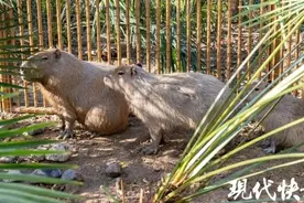 扬州一动物园3只卡皮巴拉集体出逃！饲养员3号蹲守到30号，仍未全部抓回图片