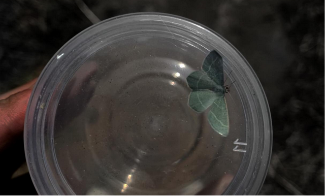 福利丨温榆河夜溯溪流与昆虫探秘活动招募