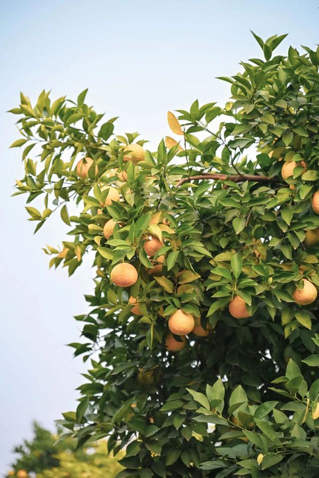 葛店这条“黄金大道”再不看就晚了！