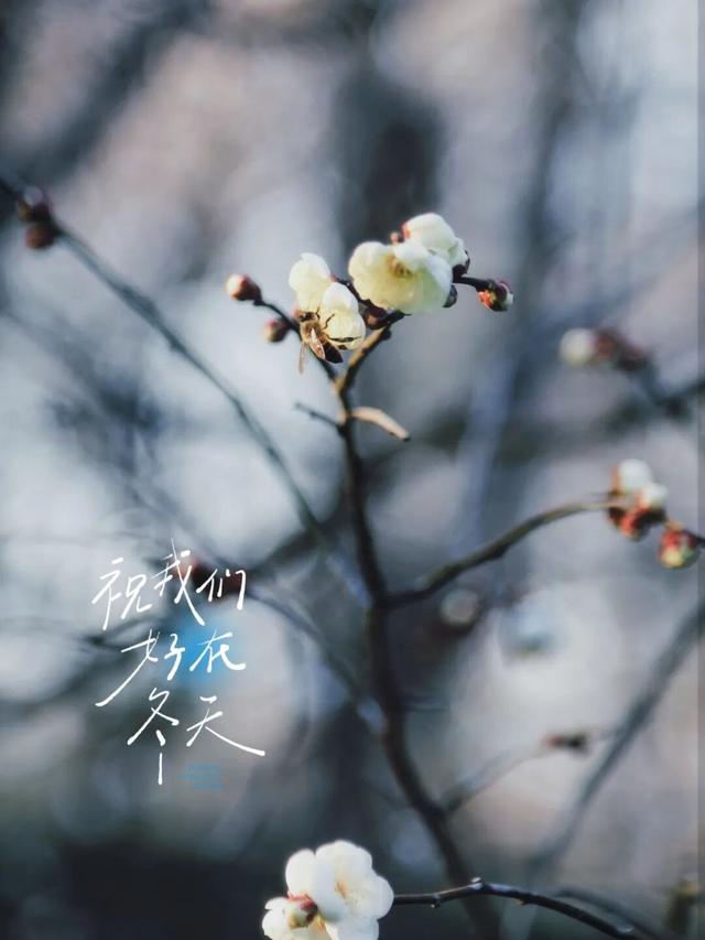 梅花山早梅“剧透”！盛花期在……