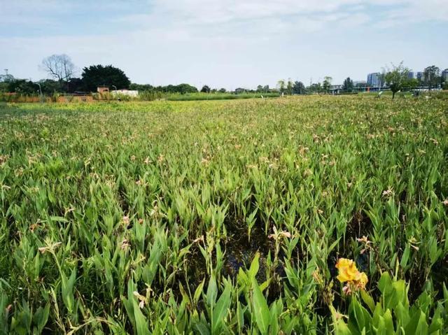 每天8.5万吨洗脚水冲厕水，竟都流向了这个网红公园？