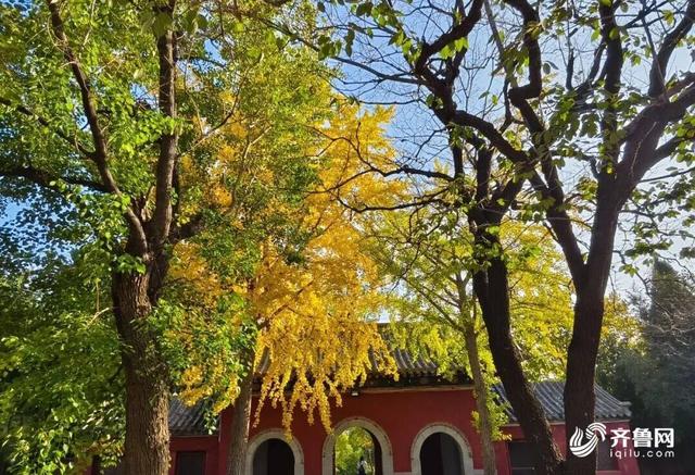 组图丨一大波美图来袭！泰山景区9个赏秋地超出片