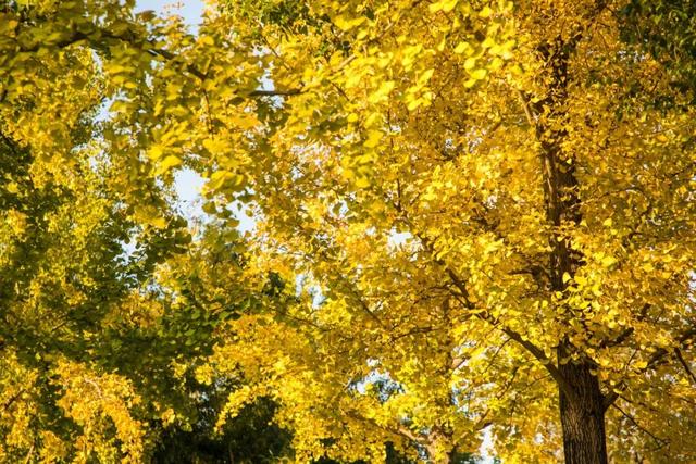 开始黄了，宋夹城“寻金季”正在上线！