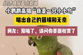 小鹦鹉高唱《我是一只小小鸟》：形象地唱出自己的困境和无奈图片