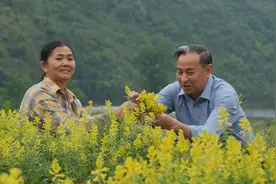 从“天然药库”到“绿色引擎”，小草药撬动大产业图片