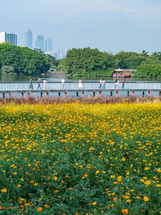 广州市区上万平方米“金色花海”，进入最佳观赏期