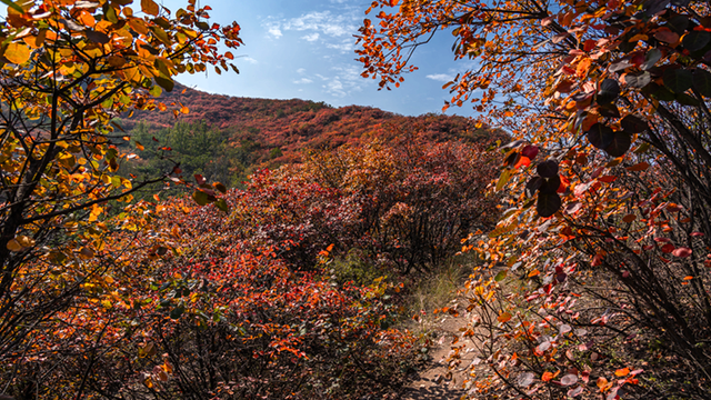 图说遂平：层林尽染红石崖 漫山红叶醉秋风