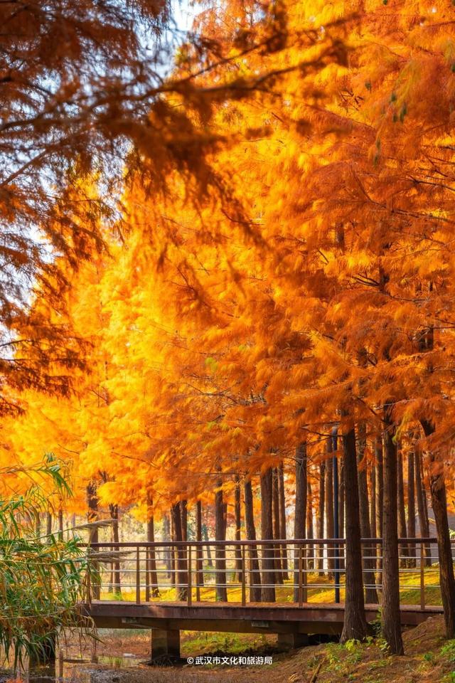武汉这片杉树林，喀纳斯啊你！