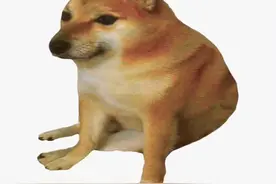 网络知名柴犬Cheems去世，网友：原来用的表情包是它图片