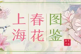 上海春花图鉴图片