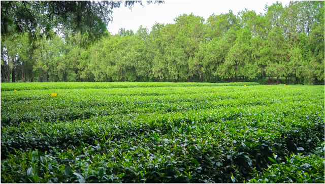 日照！“青睐”之地合作伙伴！