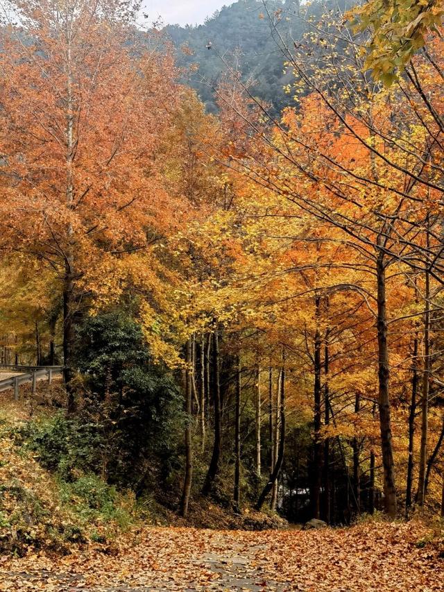 藏不住！秋天的莲都街头，绝美~