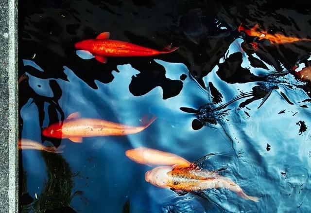 惊艳！身边的北京秋景“天花板”来了！