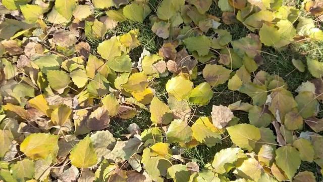 聚焦 || 银川全面入冬了？不！这里把“秋天”留下了……