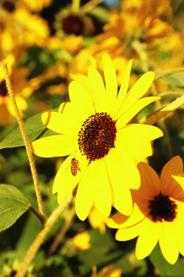 行摄 | 美爆了！秋日花海，限时上映