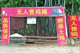 广西路边“无人售鸡摊”，卖出1300多只，一只没丢！图片