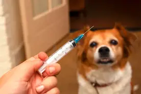 几年前被狗咬伤，现在打狂犬疫苗还来得及吗？图片