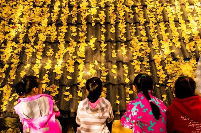 临安，一座被银杏腌入味的城市