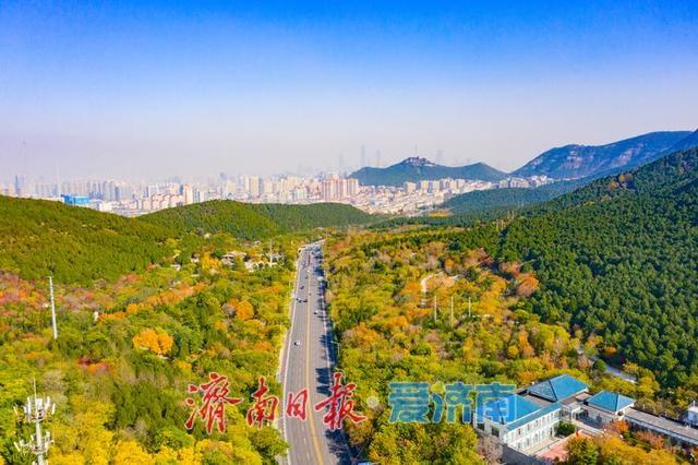 一年四季 泉在济南丨千佛山南坡红叶进入最佳观赏期，漫山尽披“秋日华服”！