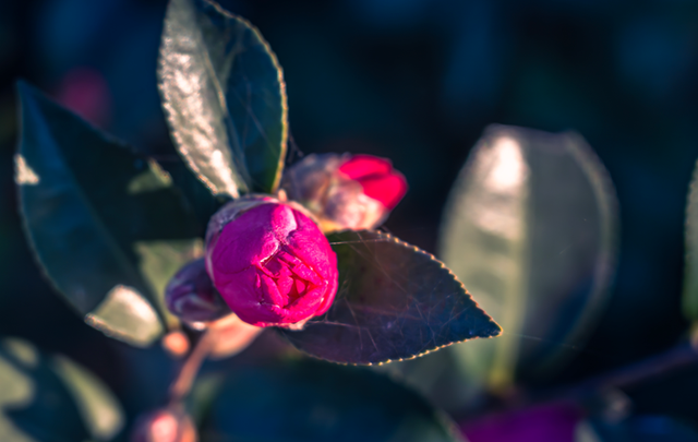 图说遂平：山茶花开映暖阳