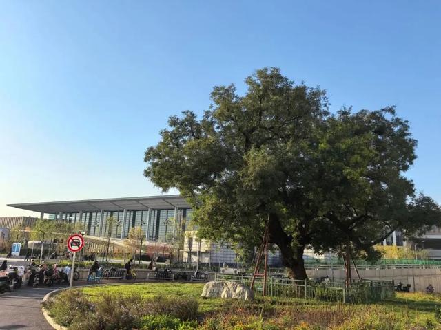 秋意正浓，邂逅浪漫！快来打卡“七站两场”地区的限定秋色