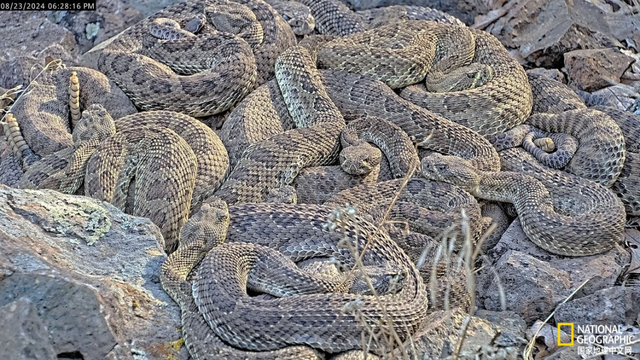 从未设想过的蛇类行为，亮相响尾蛇直播