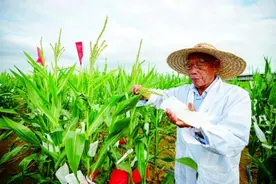 追光逐热 向“种”图强——海南加快建设服务全国的“南繁硅谷”图片